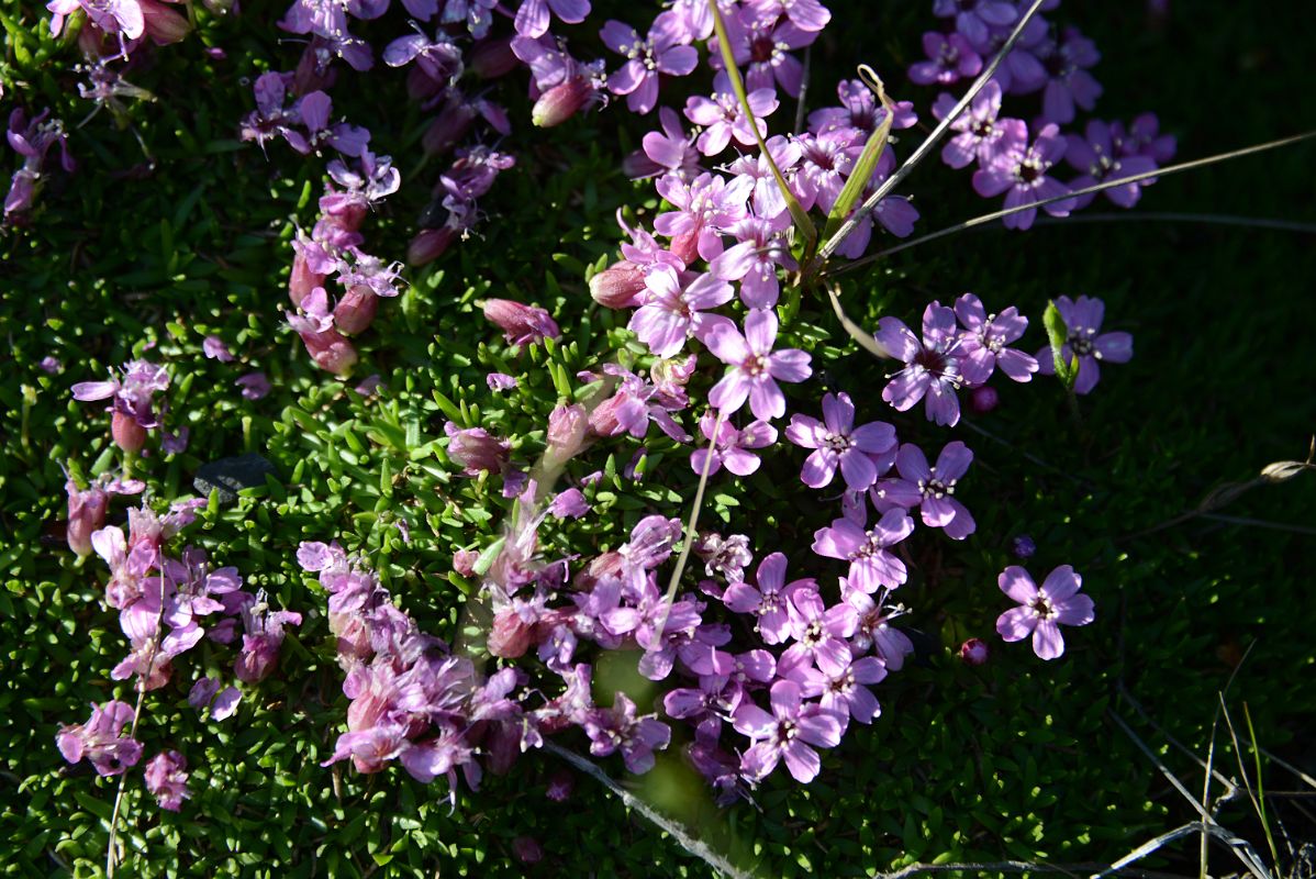 22E Pink Wildflowers Next To Dempster Highway In Yukon Between Yukon Border And Arctic Circle
